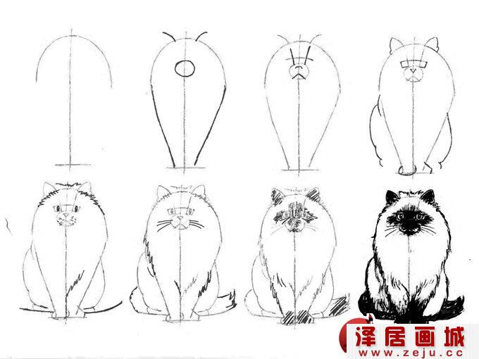 猫咪三视图图片